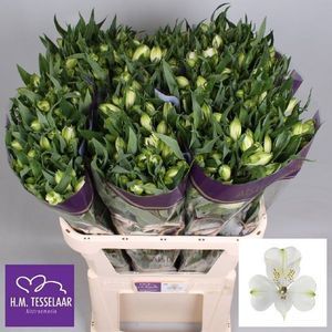 ALSTROEMERIA FROZEN blanc 80